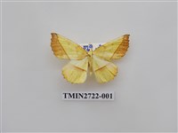 藏品(尺蛾276)的圖片